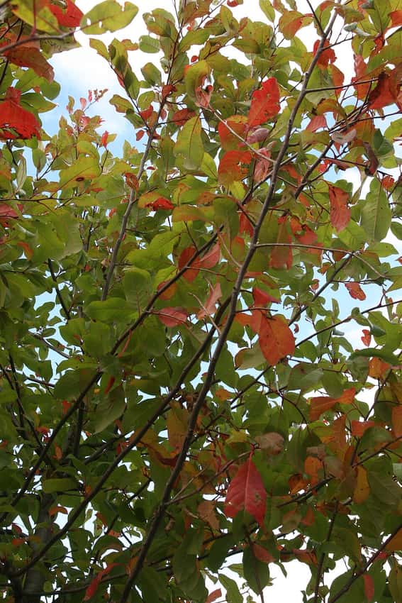 Wildfire black gum foliage beginning to turn red in fall.