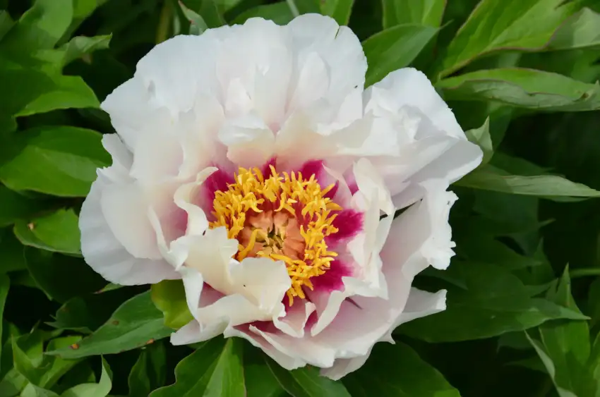 Cora Louise Itoh peony flower with white petals and lavender-purple central flares