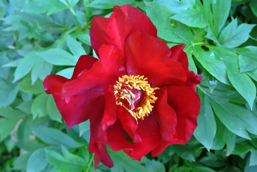 Single crimson-red Scarlet Heaven Itoh peony flower with golden stamens and green foliage