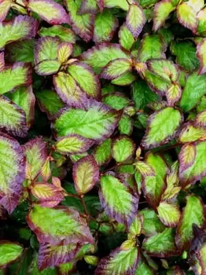 Green leaves edged in purple on Persian Spire Persian ironwood