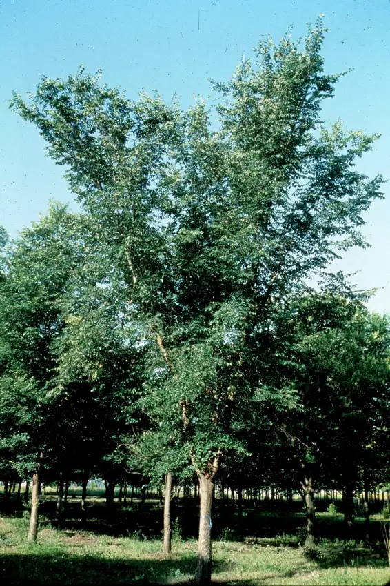 Mature Patriot hybrid elm tree in summer