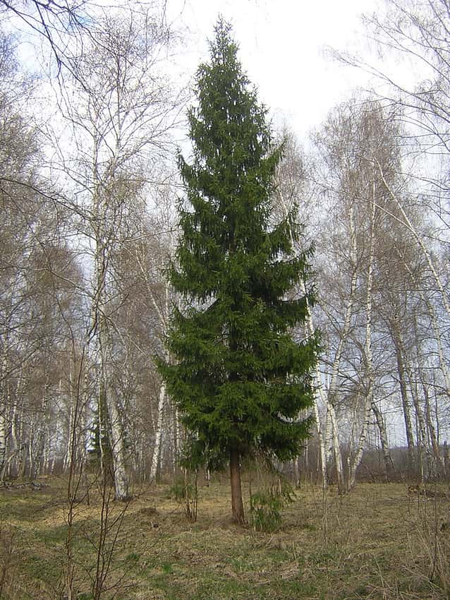 An isolated mature Norway spruce with an upright conical form and hanging branches.