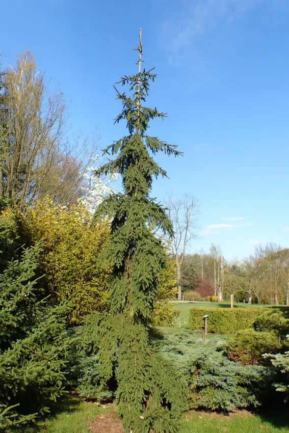 Weeping Norway spruce, Picea abies 'Pendula'