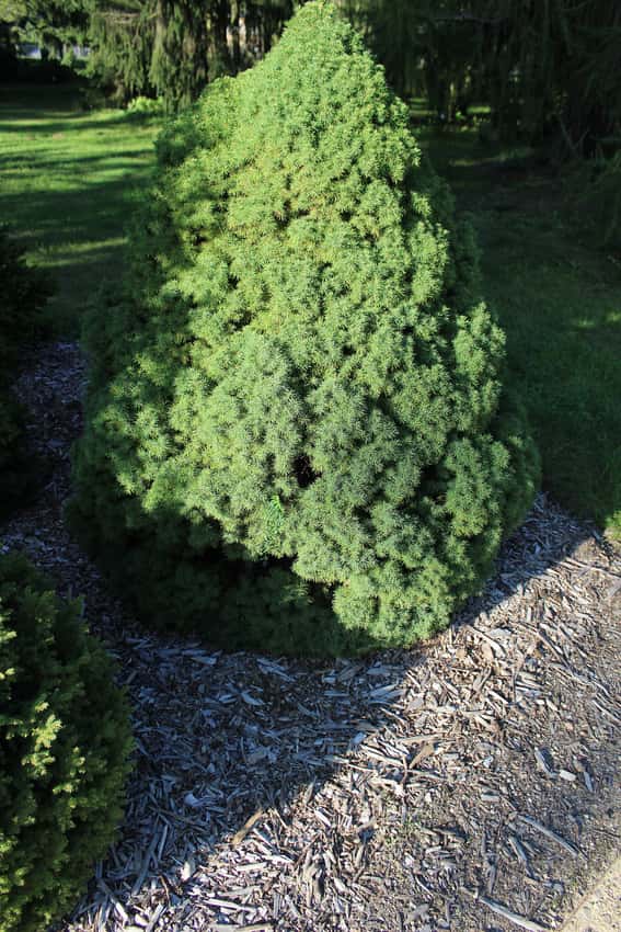 Dense conical dwarf Alberta spruce
