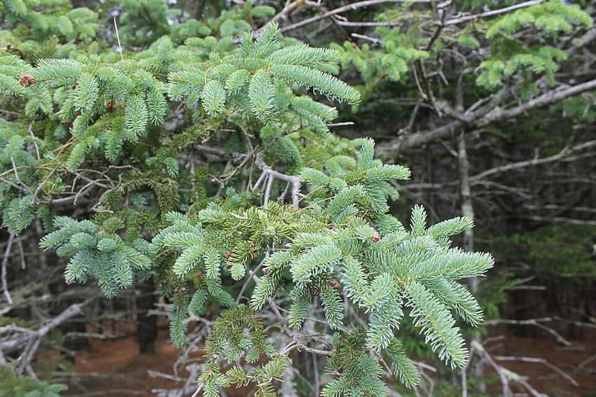 Blue-green needles and branchlets of white spruce in Acadia National Park.