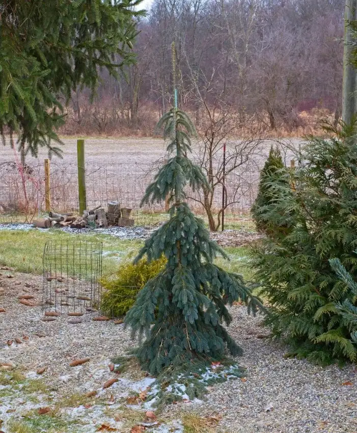 Weeping white spruce, Picea glauca 'Pendula'