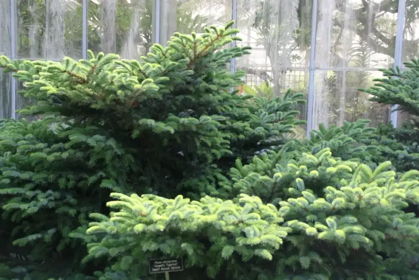 Howell's Dwarf tigertail spruce, Picea alcoquiana 'Howell's Dwarf'