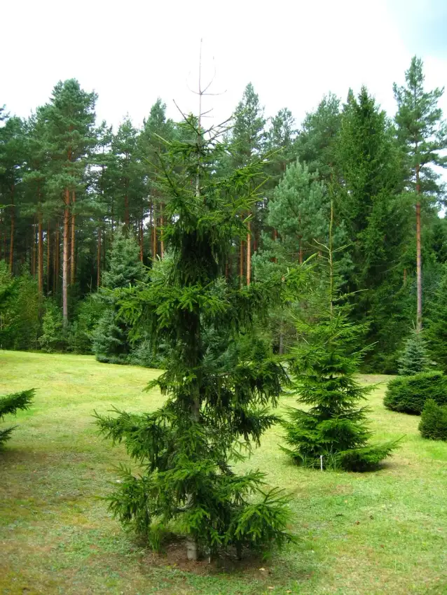 Atrovirens oriental spruce, Picea orientalis 'Atrovirens'