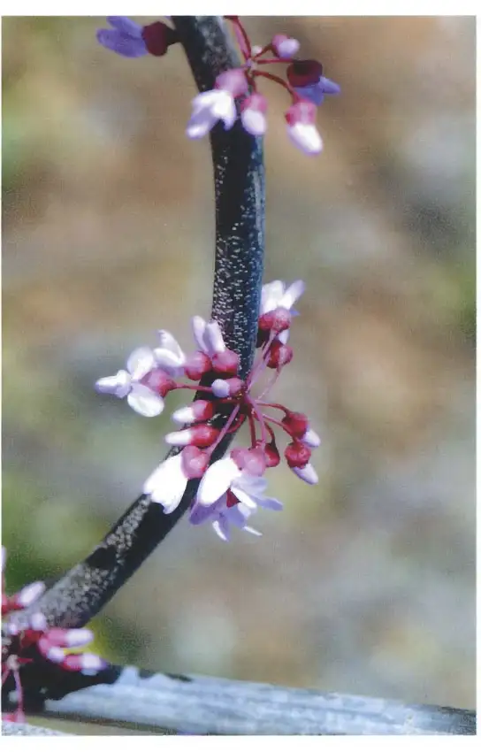 Pink Heartbreaker redbud flower clusters along a branch in spring