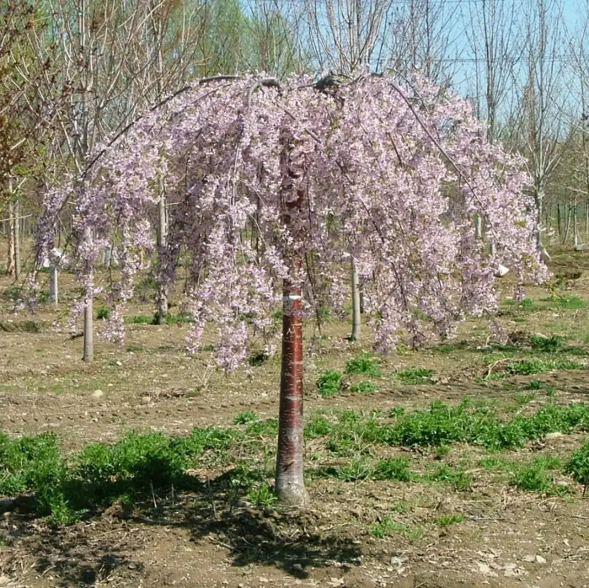 Pink Snow Showers weeping cherry, entire grafted tree covered with pale pink spring blossoms
