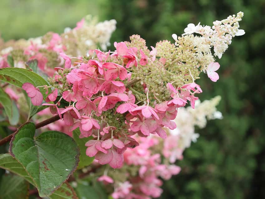 Pinky Winky panicle hydrangea flower cluster with pink and white blooms