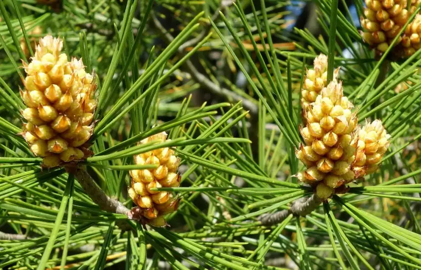 Rowe Arboretum lacebark pine foliage and cone detail.