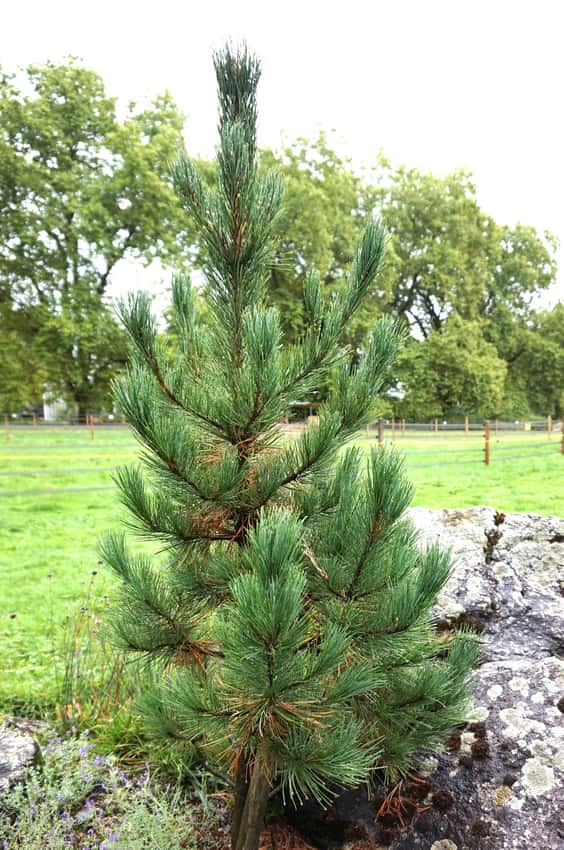 Young Swiss stone pine showing its upright evergreen form and blue-green needles.