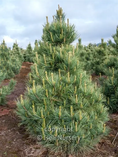 Westerstede Swiss stone pine, upright young tree with dense blue-green needles