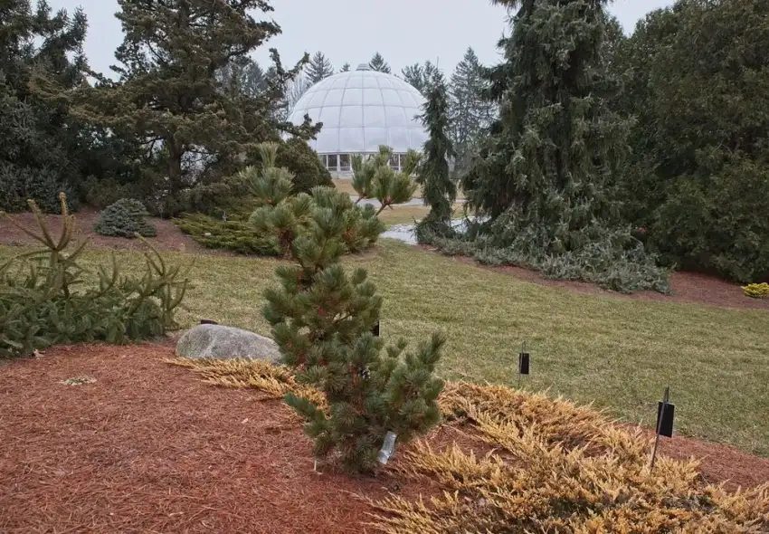 Aoi Japanese white pine, Pinus parviflora 'Aoi'