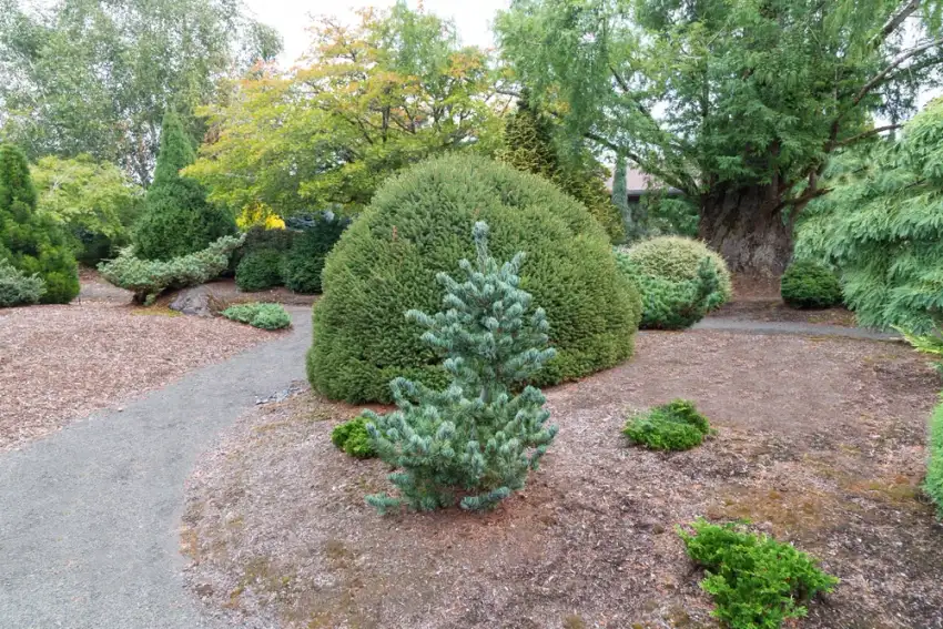 Koru Japanese white pine, upright blue-green pine in the foreground of a conifer garden