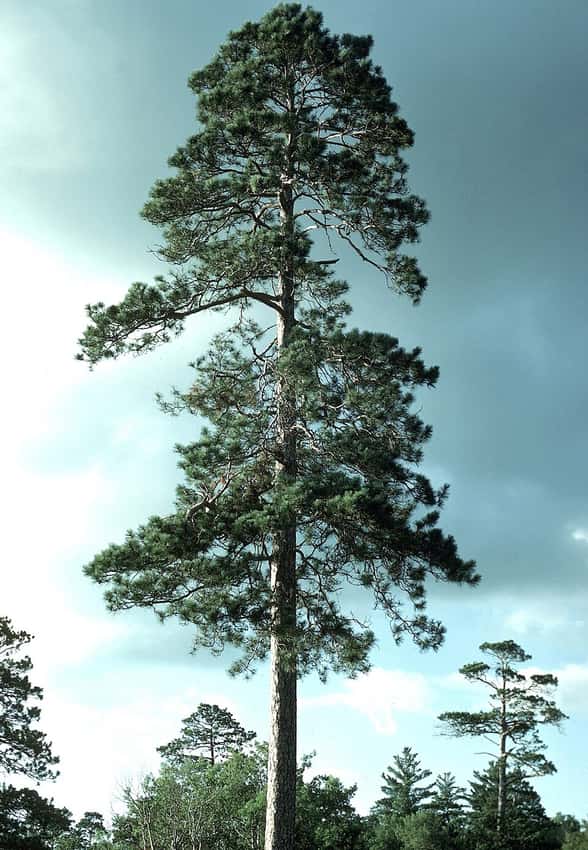 Mature red pine with a tall straight trunk and open branching at Itasca State Park.