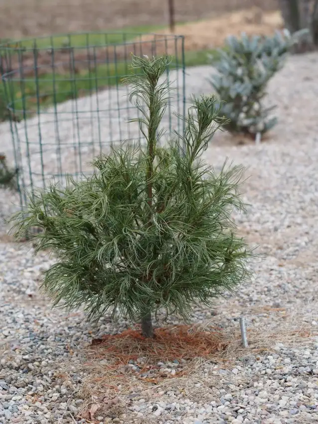 Mini Twists eastern white pine, Pinus strobus 'Mini Twists'