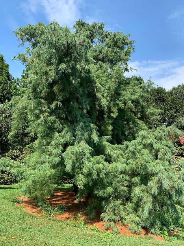 Mature weeping eastern white pine with drooping branches