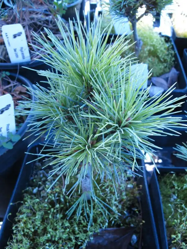 Sea Urchin eastern white pine, Pinus strobus 'Sea Urchin'