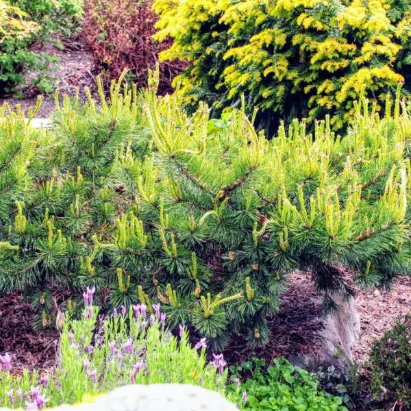 Hillside Creeper Scots pine grafted above a short trunk, with green needles and upright spring candles