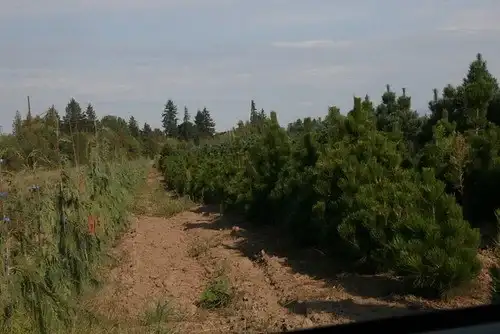 Thunderhead Japanese black pine, Pinus thunbergii 'Thunderhead'