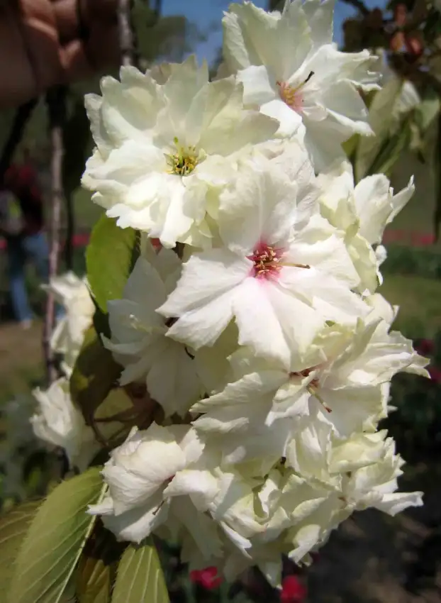 Princess Diana serviceberry, Amelanchier 'Princess Diana'
