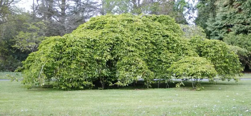 An exceptionally wide-spreading Prunus subhirtella 'Pendula' at Belleisle Park, Ayr, Scotland; 6th May 2012. Image Owen Johnson.
