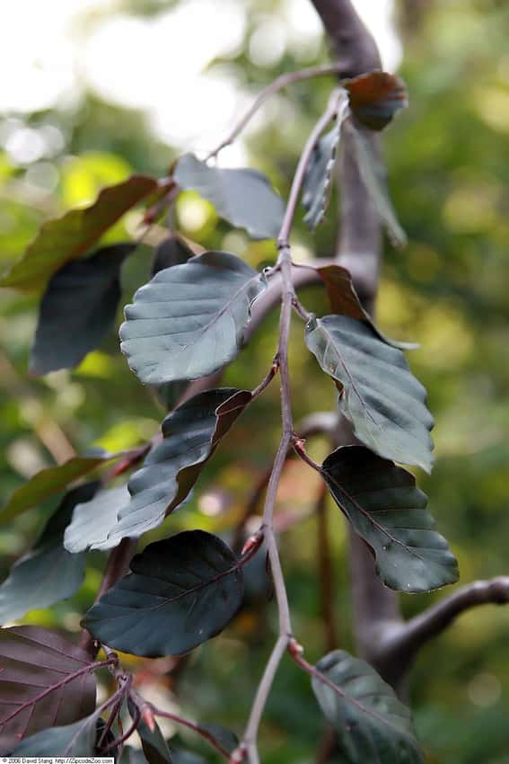 Purple foliage on Fagus sylvatica 'Purple Fountain'