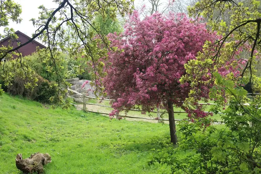Purple Prince crabapple in pink spring bloom