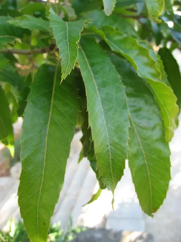 Leaves