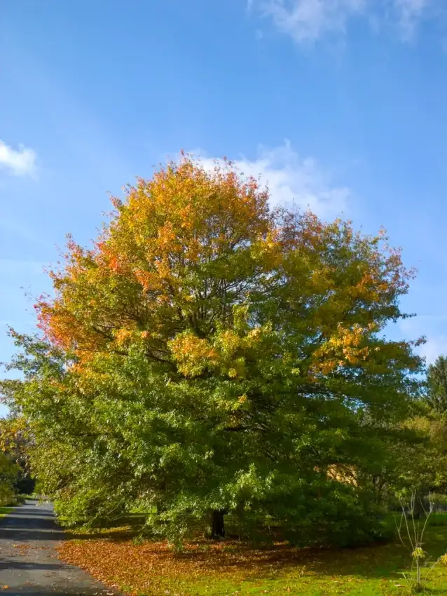 Form, in the early fall.
