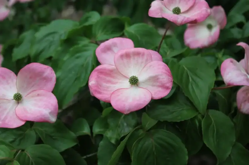 Radiant Rose kousa dogwood vivid pink flower bracts.
