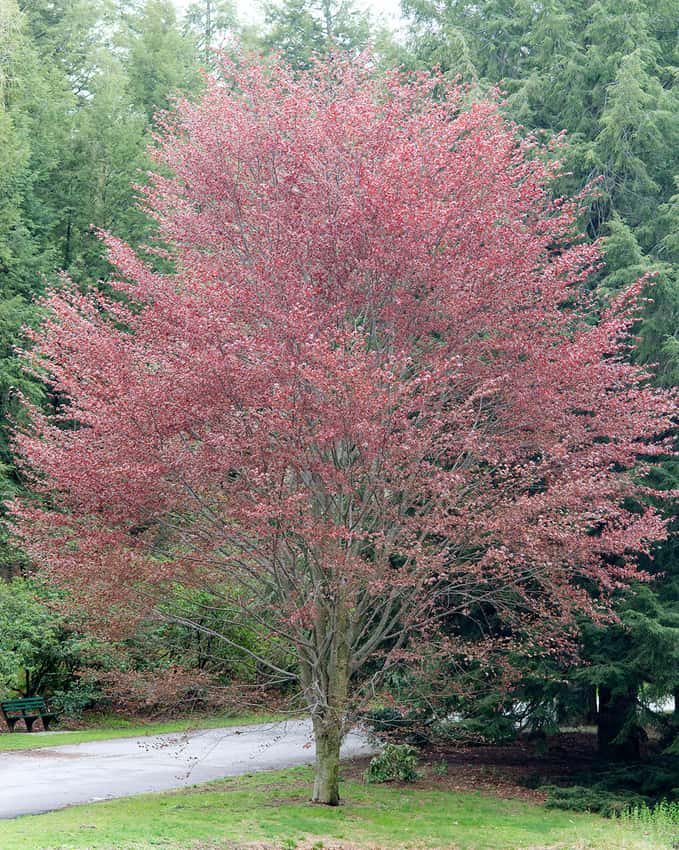 Rivers purple beech