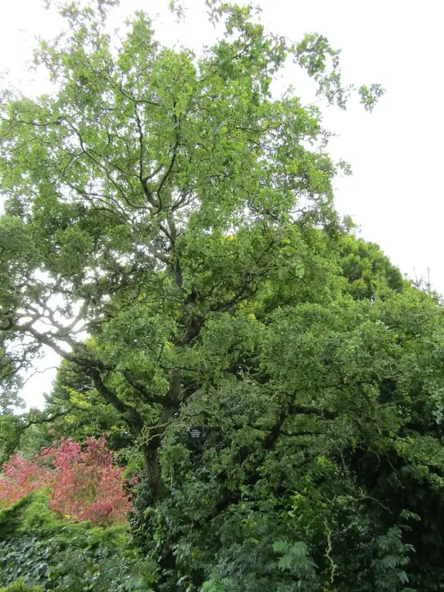 Twisty Baby black locust, Robinia pseudoacacia 'Lace Lady'