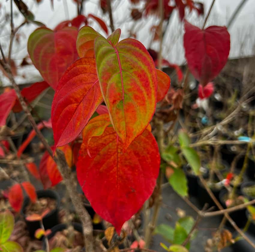 Red and orange autumn leaves of Rosy Teacups hybrid dogwood.