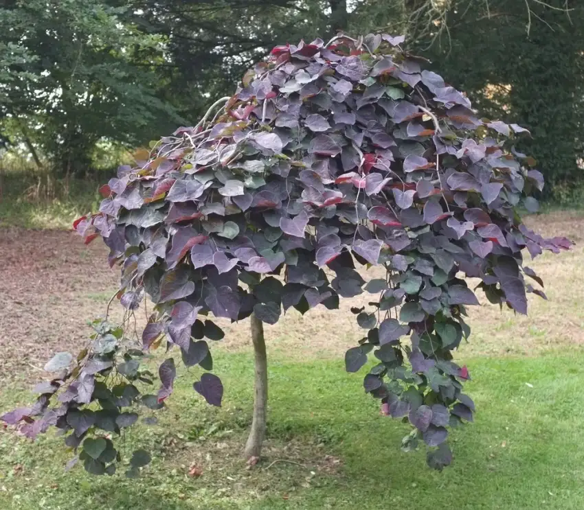 Ruby Falls redbud with purple foliage and a weeping habit.