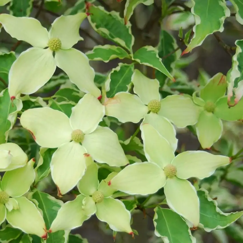 Samaritan kousa dogwood young flower bracts.