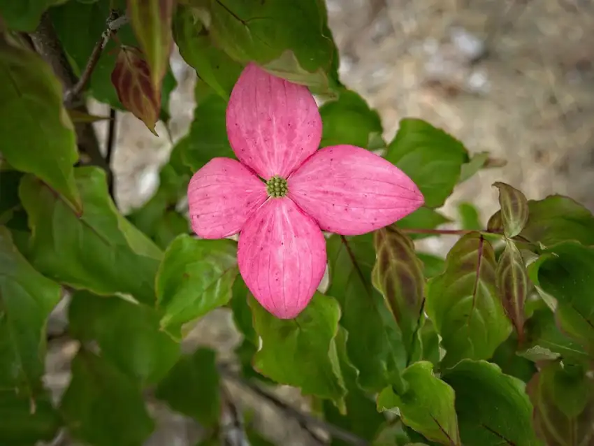 Scarlet Fire kousa dogwood, Cornus kousa 'Rutpink'