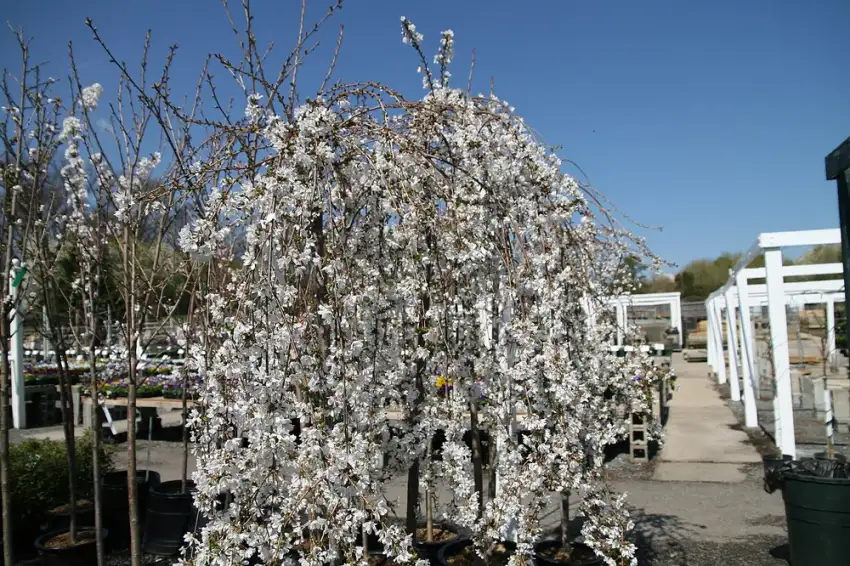 Snow Fountains weeping cherry
