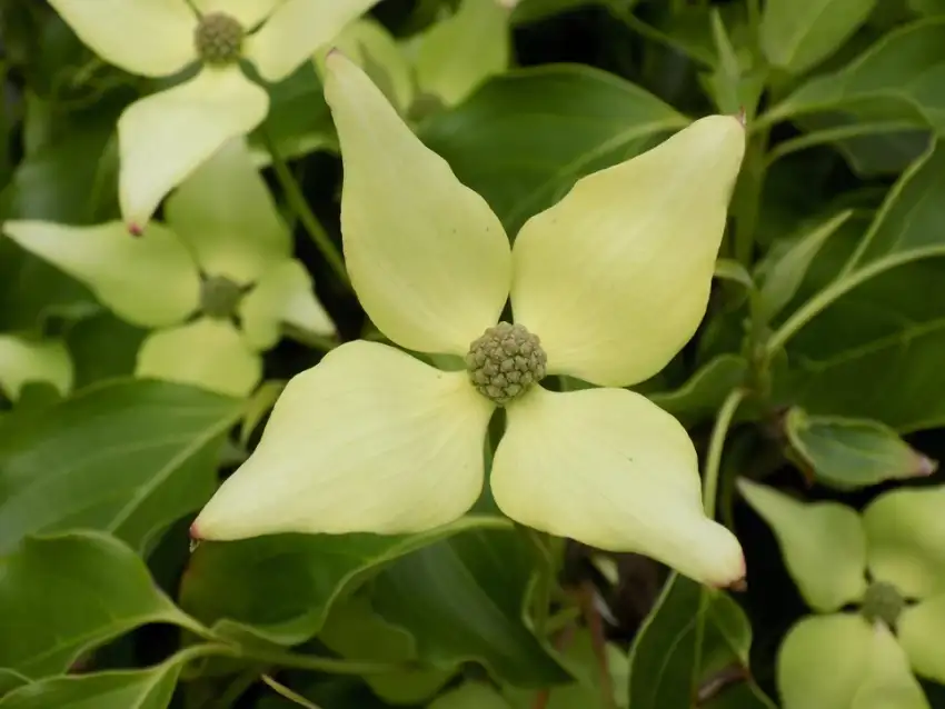 Creamy white bracts of Snow Tower kousa dogwood