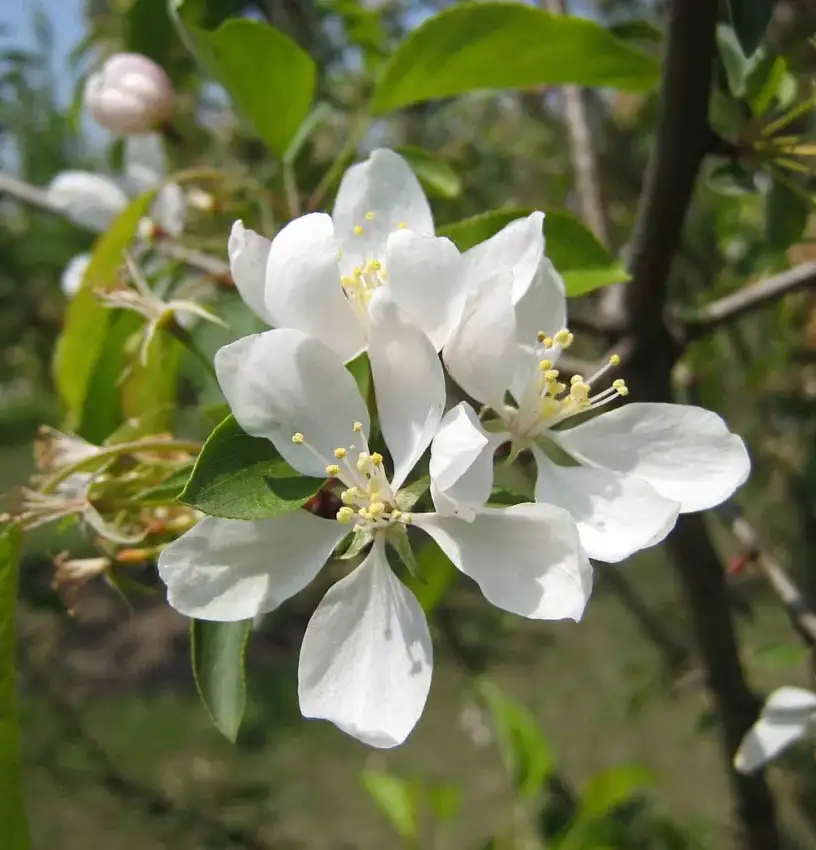 White blossoms of Spring Snow crabapple