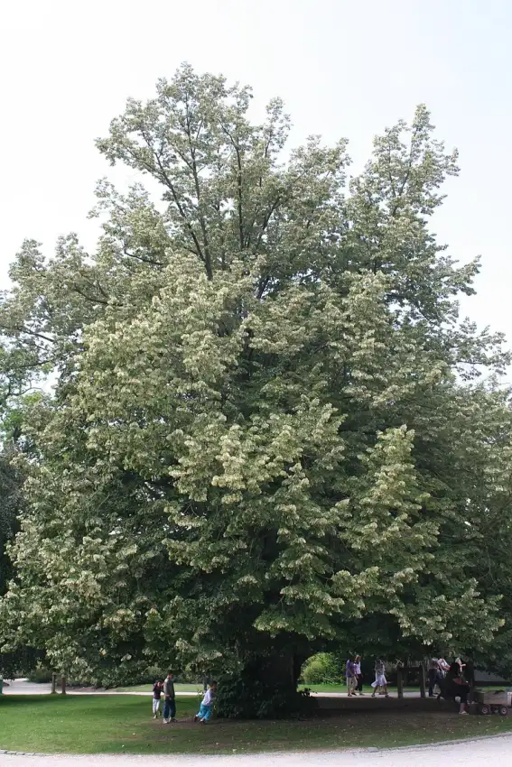 Silver linden in full leaf. Species shown, not the Sterling cultivar.