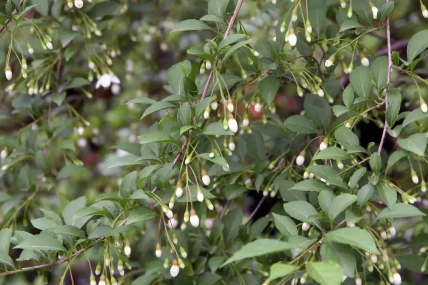 Pink Chimes Japanese snowbell, Styrax japonicus 'Pink Chimes'