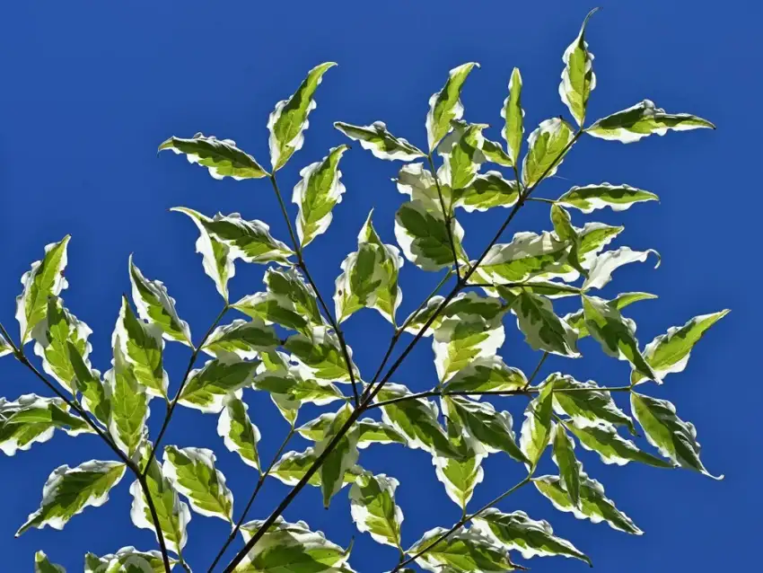 Summer Fun kousa dogwood, Cornus kousa 'Summer Fun'