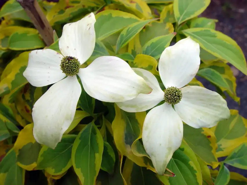 Cornus kousa 'Summer Gold', white flower bracts and golden-edged green leaves