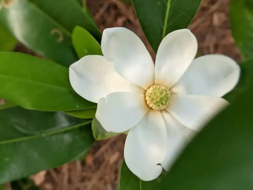 Sweetbay magnolia
