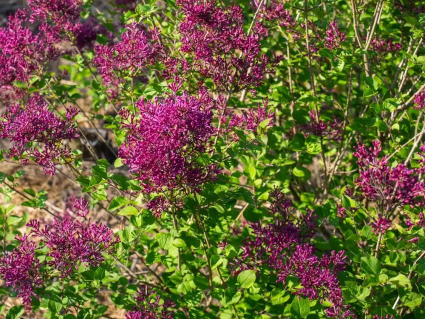 Bloomerang Dark Purple lilac, Syringa x 'SMSJBP7'