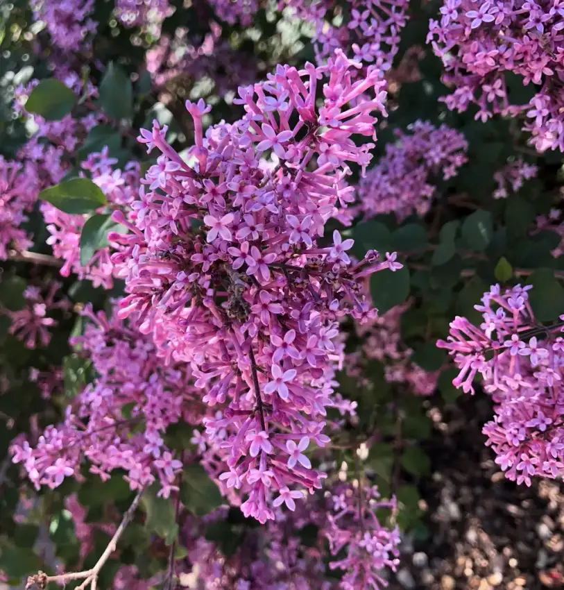 Purple Bloomerang lilac flower clusters