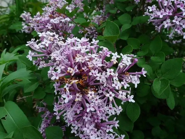 Representative Meyer lilac flower clusters and green leaves